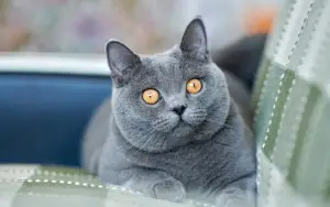 Photo №1. Service d'accouplement - race: british shorthair. Prix - 181€