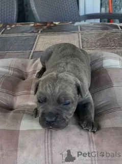 Photos supplémentaires: Cane Corso, réservation chiot