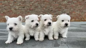 Photos supplémentaires: Chiots West Highland White Terrier