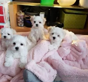 Photo №1. bichon maltais - à vendre en ville de Potsdam | négocié | Annonce №32043