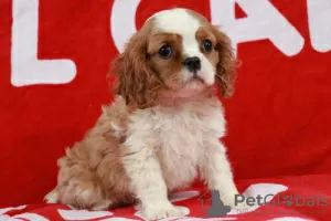 Photo №1. cavalier king charles spaniel - à vendre en ville de Ixelles | 160€ | Annonce №75584