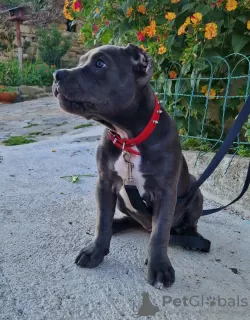 Photo №4. Je vais vendre american bully en ville de Trieste. annonce privée - prix - négocié