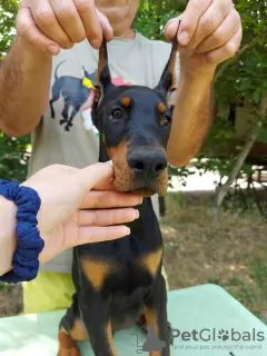 Photo №3. Chiots dobermans. Serbie