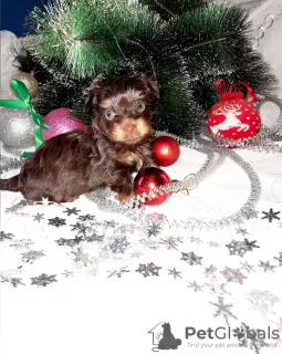 Photo №1. yorkshire terrier - à vendre en ville de Torzhok | 337€ | Annonce №8345