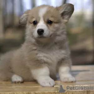 Photo №1. welsh corgi - à vendre en ville de Grodno | 642€ | Annonce №9902