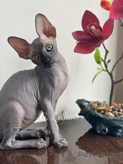 Photo №1. sphynx - à vendre en ville de New york | négocié | Annonce № 10750