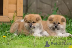 Photo №3. chiots akita inu. Biélorussie