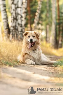 Photos supplémentaires: Le magnifique chien Norton est entre de bonnes mains.