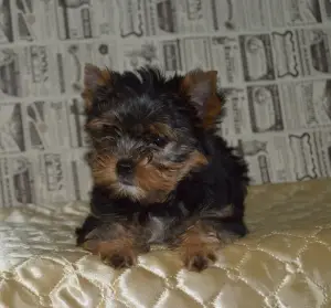 Photos supplémentaires: Chiot Yorkshire terrier à vendre