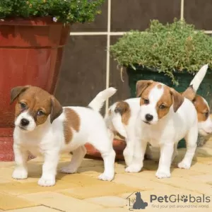 Photo №1. jack russell terrier - à vendre en ville de Varsovie | négocié | Annonce №108312