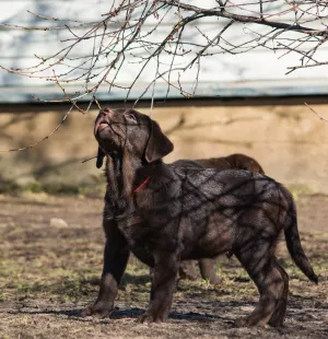 Photos supplémentaires: Adorables chiots du Labrador