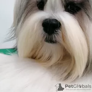 Photo №4. Je vais vendre lhassa apso en ville de Mound. de la fourrière - prix - 1237€