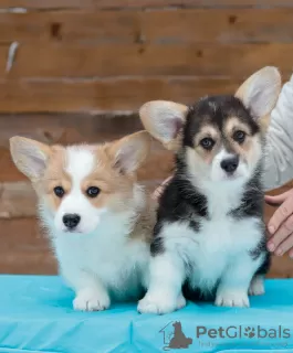 Photo №2 de l'annonce № 40225 de la vente welsh corgi - acheter à Fédération de Russie de la fourrière