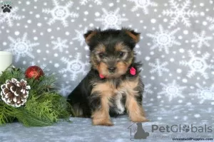 Photo №1. yorkshire terrier - à vendre en ville de Garmisch-Partenkirchen | 700€ | Annonce №63828