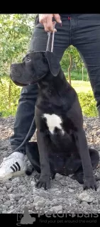 Photos supplémentaires: Chiots Cane Corso