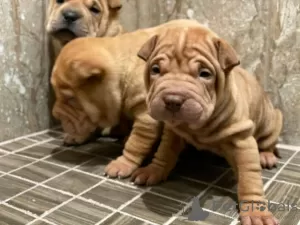 Photo №1. shar pei - à vendre en ville de Klagenfurt | négocié | Annonce №91587