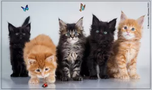 Photo №1. maine coon - à vendre en ville de Omsk | négocié | Annonce № 6936