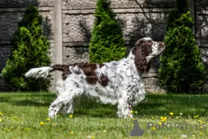 Photos supplémentaires: Chiots Épagneul Springer Anglais