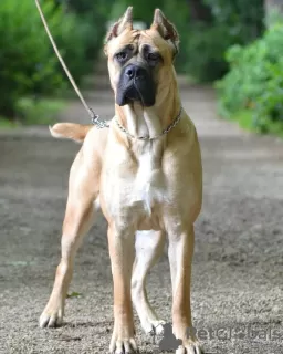 Photos supplémentaires: Chiots cane corso