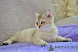 Photo №4. Je vais vendre british shorthair en ville de Minsk. de la fourrière - prix - négocié