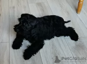 Photo №1. schnauzer miniature - à vendre en ville de Nysa | 720€ | Annonce №31249