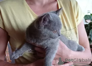 Photo №3. Les chatons British Shorthair. République Tchèque