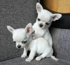 Photo №1. chihuahua - à vendre en ville de Troisdorf | 500€ | Annonce №41663