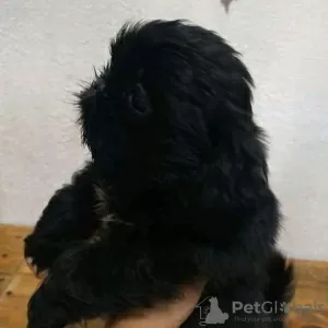 Photo №2 de l'annonce № 98548 de la vente shih tzu - acheter à USA éleveur