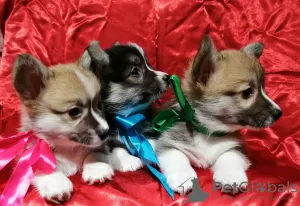 Photo №1. welsh corgi - à vendre en ville de Minsk | 1250€ | Annonce №9285