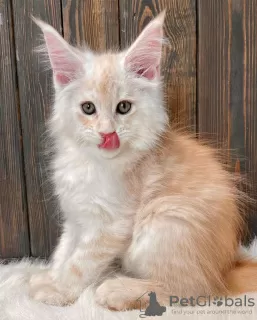 Photo №1. maine coon - à vendre en ville de Sydney | 710€ | Annonce № 89832