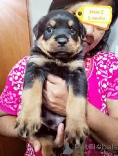 Photo №4. Je vais vendre rottweiler en ville de Jever.  - prix - Gratuit