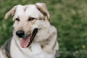 Photo №1. chien bâtard - à vendre en ville de Москва | Gratuit | Annonce №72595