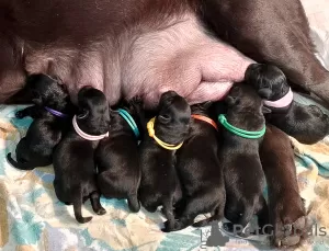 Photo №2 de l'annonce № 123505 de la vente labrador retriever - acheter à Fédération de Russie éleveur