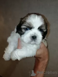 Photo №4. Je vais vendre lhassa apso, shih tzu en ville de Vilnius. annonce privée, de la fourrière, éleveur - prix - 600€