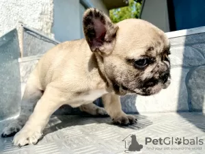 Photos supplémentaires: Chiot bouledogue français