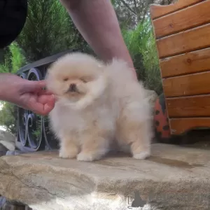 Photos supplémentaires: Chiots de Poméranie Szpic, chiots mâles et femelles.