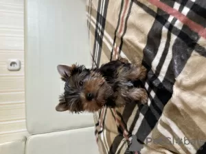 Photo №4. Je vais vendre yorkshire terrier en ville de Brest. annonce privée - prix - 250€