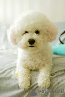 Photos supplémentaires: Excellents chiots Bichon Frise