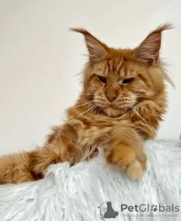 Photo №2 de l'annonce № 103702 de la vente maine coon - acheter à Allemagne éleveur