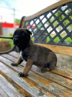 Photos supplémentaires: Chiots berger belge