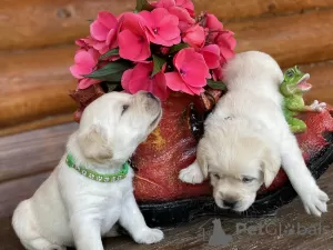 Photo №3. Chiots Labrador d'un éleveur. Fédération de Russie