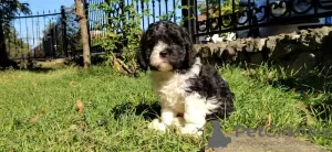 Photos supplémentaires: Chiot tricolore CAVAPOO