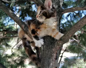 Photo №3. Chat Maine Coon écaille de tortue. Fédération de Russie