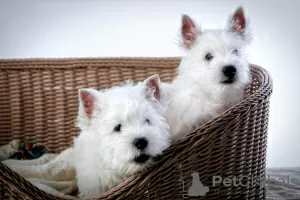 Photo №2 de l'annonce № 41876 de la vente west highland white terrier - acheter à Fédération de Russie éleveur