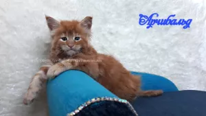 Photo №4. Je vais vendre maine coon en ville de Kemerovo. de la fourrière, éleveur - prix - Négocié