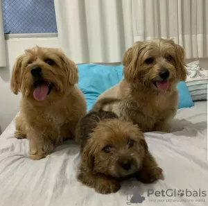 Photo №1. norfolk terrier - à vendre en ville de Peoria | 473€ | Annonce №86760