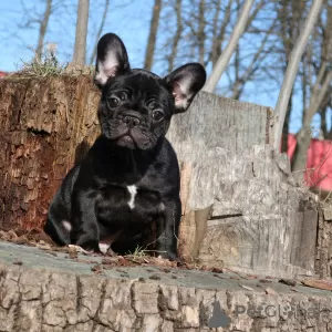 Photo №1. bouledogue - à vendre en ville de Minsk | 1200€ | Annonce №6112