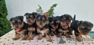 Photo №3. Chiots Yorkie Terrier. Serbie