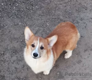 Photos supplémentaires: gallois corgi pembroke