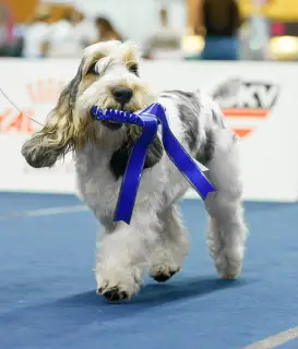 Photo №2 de l'annonce № 3876 de la vente petit basset griffon vendéen - acheter à Fédération de Russie de la fourrière